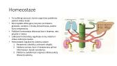 Homeostazė skaidrės 10 puslapis