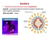 Virusai, jų reikšmė gamtai ir žmogui 2 puslapis