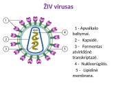 Virusai, jų reikšmė gamtai ir žmogui 5 puslapis