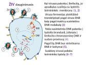 Virusai, jų reikšmė gamtai ir žmogui 6 puslapis