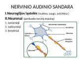 Nervų sistemos valdymas skaidrės 2 puslapis
