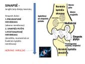 Nervų sistemos valdymas skaidrės 3 puslapis