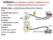 Nervų sistemos valdymas skaidrės 5 puslapis