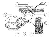 Nervų sistemos valdymas skaidrės 6 puslapis