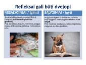 Nervų sistemos valdymas skaidrės 7 puslapis