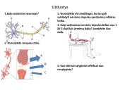Nervų sistemos valdymas skaidrės 9 puslapis
