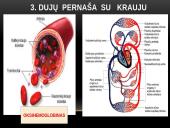 Žmogaus kvėpavimo fazės 11 puslapis