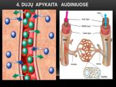 Žmogaus kvėpavimo fazės 12 puslapis