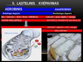 Žmogaus kvėpavimo fazės 13 puslapis
