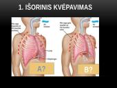 Žmogaus kvėpavimo fazės 3 puslapis