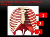 Žmogaus kvėpavimo fazės 4 puslapis