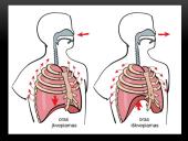 Žmogaus kvėpavimo fazės 5 puslapis