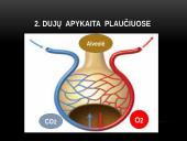 Žmogaus kvėpavimo fazės 9 puslapis