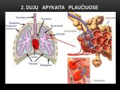 Žmogaus kvėpavimo fazės 10 puslapis