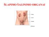 Medžiagų šalinimas bei osmoreguliacija 11 puslapis