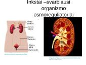 Medžiagų šalinimas bei osmoreguliacija 15 puslapis