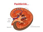 Medžiagų šalinimas bei osmoreguliacija 17 puslapis