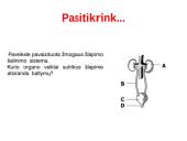 Medžiagų šalinimas bei osmoreguliacija 19 puslapis