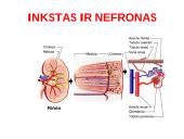 Medžiagų šalinimas bei osmoreguliacija 20 puslapis