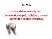 Nervų sistemos valdymas (neuronai, sinapsė, refleksai, nervai, galvos ir nugaros smegenys) 2 puslapis