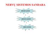 Nervų sistemos valdymas (neuronai, sinapsė, refleksai, nervai, galvos ir nugaros smegenys) 15 puslapis