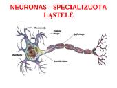 Nervų sistemos valdymas (neuronai, sinapsė, refleksai, nervai, galvos ir nugaros smegenys) 16 puslapis