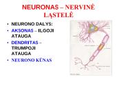 Nervų sistemos valdymas (neuronai, sinapsė, refleksai, nervai, galvos ir nugaros smegenys) 17 puslapis