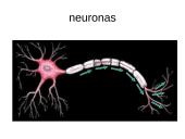 Nervų sistemos valdymas (neuronai, sinapsė, refleksai, nervai, galvos ir nugaros smegenys) 19 puslapis