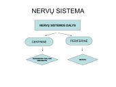 Nervų sistemos valdymas (neuronai, sinapsė, refleksai, nervai, galvos ir nugaros smegenys) 8 puslapis