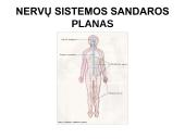 Nervų sistemos valdymas (neuronai, sinapsė, refleksai, nervai, galvos ir nugaros smegenys) 10 puslapis