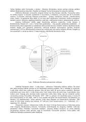 Konstitucinė teisė - teorija egzaminui 11 puslapis