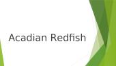 Acadian Redfish
