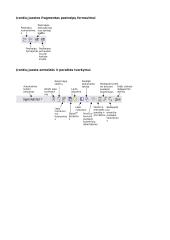 Microsoft Word programos  7 puslapis
