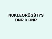Nukleorūgštys DNR ir RNR