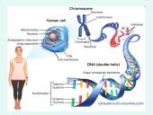 Nukleorūgštys DNR ir RNR 2 puslapis