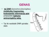 Nukleorūgštys DNR ir RNR 11 puslapis