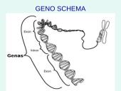 Nukleorūgštys DNR ir RNR 12 puslapis