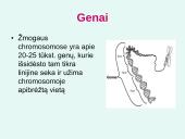 Nukleorūgštys DNR ir RNR 13 puslapis