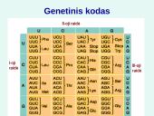 Nukleorūgštys DNR ir RNR 16 puslapis