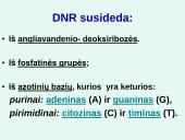 Nukleorūgštys DNR ir RNR 4 puslapis