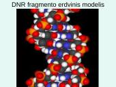 Nukleorūgštys DNR ir RNR 6 puslapis
