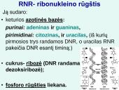 Nukleorūgštys DNR ir RNR 7 puslapis