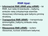 Nukleorūgštys DNR ir RNR 8 puslapis