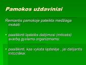 Mitozė - nelytinių ląstelių dalijimasis  2 puslapis