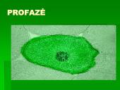 Mitozė - nelytinių ląstelių dalijimasis  11 puslapis