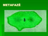 Mitozė - nelytinių ląstelių dalijimasis  12 puslapis