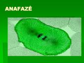 Mitozė - nelytinių ląstelių dalijimasis  13 puslapis