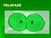 Mitozė - nelytinių ląstelių dalijimasis  14 puslapis