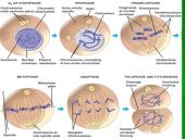 Mitozė - nelytinių ląstelių dalijimasis  15 puslapis