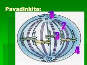 Mitozė - nelytinių ląstelių dalijimasis  16 puslapis